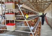 Poultry Cages